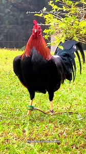 Secrets to Raising Happy and Healthy Chickens: A Beginner's Guide #chicken #poultrycaretips #responsiblebreeding | Gamefowl Enthusiast