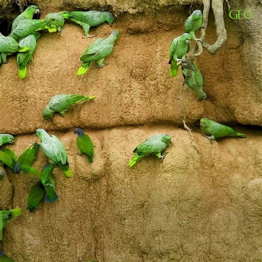 25K views · 986 reactions | Quelle est la différence entre un perroquet et un ara ? 列 Explications ⤵️ | GEO France | Facebook