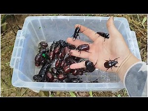 Discover insects in the forest. Beetles