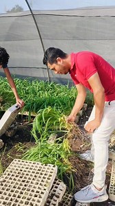 01061413289☎️01127907255 بعد الغلاء وارتفاع الأسعار لازم اي مربي مواشي يدور ويفتش ع البديل .....وهو علف البونيكام البرازيلي👌✔️ فوائده 1. يتميز بنعومه الساق 2. يتحمل الملوحه في الارض 3. نسبه بروتين عاليه 4. نسبه طاقه عاليه 5. الكثافه الخضراء 6. تتقبله جميع المواشي 7. بيستمر ف الأرض لمده 10 سنوات يوجد لدينا شحن لجميع المحافظات🚛🚛🚛‏ | قناة عالم الزراعة