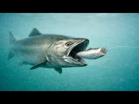 Haida Gwaii Salmon Fishing - Underwater Strikes