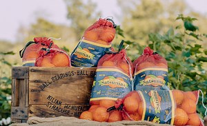 About Us | Franklin's Citrus Farm | Statesboro