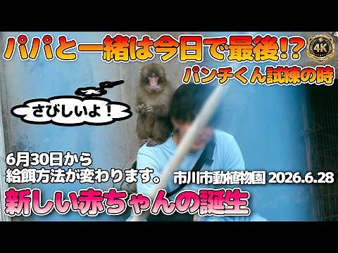 【4K】パパと一緒は今日で最後！？パンチくん試練の時 6月30日から給餌方法が変わるようです。新しい赤ちゃんの誕生 市川市動植物園 | Ichikawa Zoo 2026.6.28