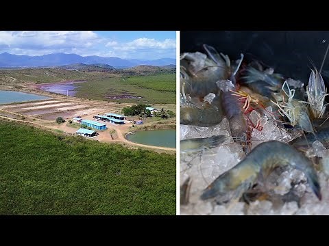 The secrets of shrimp farming - Aquamarine -
