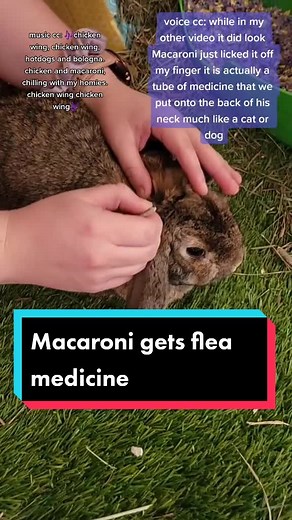 How to Give Your Rabbit Flea Medicine: A Step-by-Step Guide