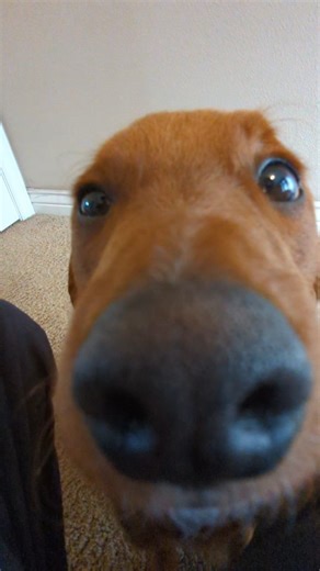 E10 | Yup #funny #puppy #fyp #cute #adorable | Instagram