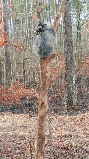 Opossum went up the tree! #arkansas #hunting #trapping #opposum #nature
