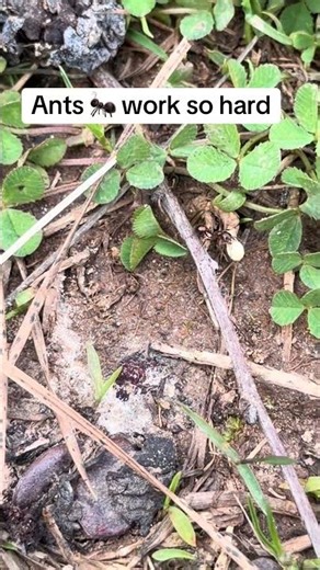 #ants #insects #bugs #wildlife #kidschannel #kidsvideo #familyfun #kidsfun #familyvlog #kids #funny