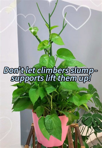 The vines of pothos are naturally yearning for heights. With support, they no longer hang in disorder, but wind up along the bracket. Every leaf can stretch to receive sunlight, instantly bringing a three-dimensional green with clear layers to the room.#plantstakes #plantsupport #climbingplants #indoorplants #plantsupportstakes
