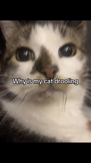 🪖🪽🚩 (@lasagne_yum)’s video of cat