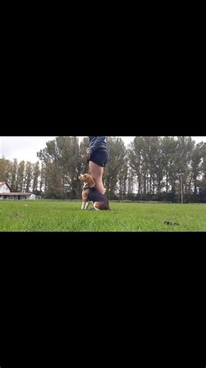 Amazing Ava 6 Monate 💜 #beagleava #beaglepuppy #beaglelife #beaglelove #doglove #training #dogtraining #goviral #foryou #foryoupage