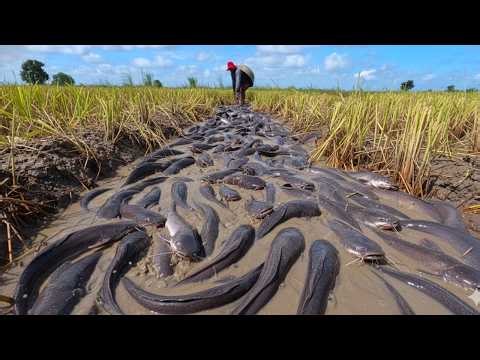 Primitive Mud Fishing: Catching Giant Catfish with Bare Hands