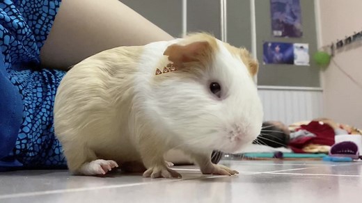 Funny Guinea Pig Eating 💩 - Hilarious Pet Reactions