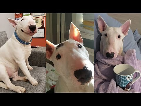TRY NOT TO LAUGH WITH THESE FUNNY AND CUTE BULL TERRIERS!!! | Funny Pets