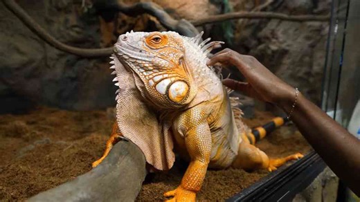 What separates good beginner reptiles from challenging ones