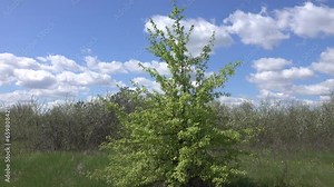 Wild pear Pyrus communis) in the forest-steppe, crab stock for steppe afforestation, fields protective and roadside plantings, ancestral plant. Wild cherry blossoms background. Rostov region. Russia Stock Video