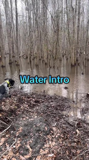 #dog #training #trainer #gsp #duck