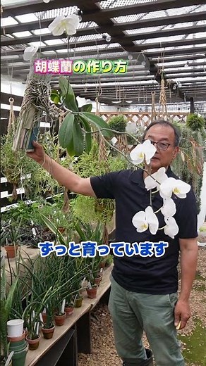 [Orchids] Growing Phalaenopsis Orchids on Boards @seedpot368 #sheath