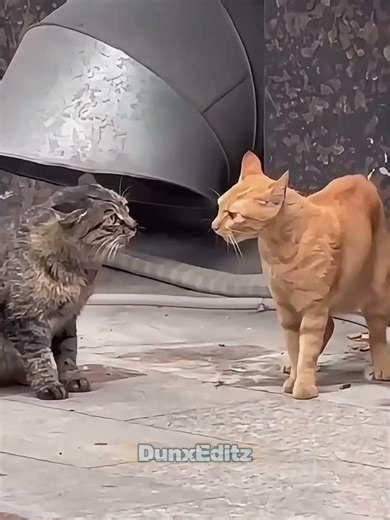 Cato Crazy Moments 💀🗿#cat #trollfaceedit