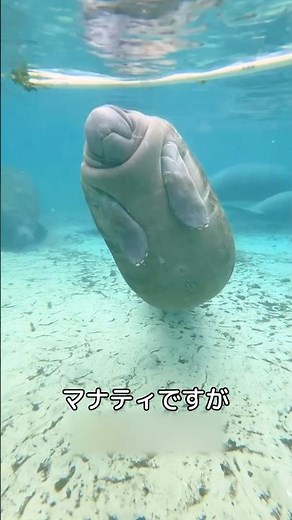 【マナティの過酷な生態】#海の生き物