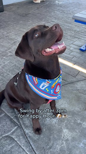 National Dog Day is TMRW (8/26)!! Swing by during Yappy Hour (after 3pm), grab any drink and you’ll get a Dutch dog bandana for free! Don’t forget the Dutch Pup Cup 🐶 #DutchBros #DutchBrosCoffee Available at participating locations, while supplies last.