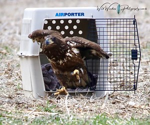 3.3K views · 168 reactions | On March 16, 2021, Howell Nature...