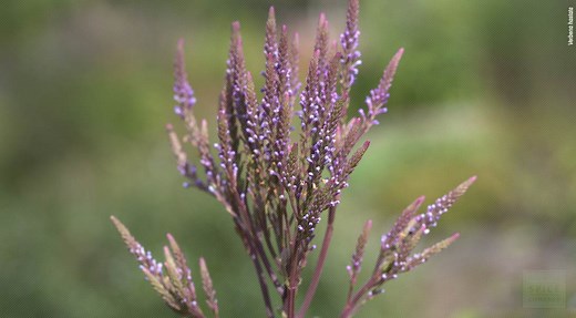 10 Flowers That Start With V (List of Flower Names V)