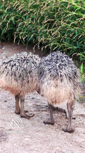 45K views · 1.2K reactions | Ostriches can't fly, but they use their wings for balance and control, especially while running, turning and breaking. | Nature | PBS | Facebook