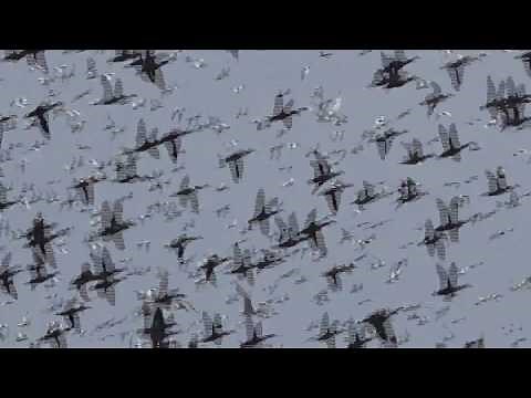 Australian Birds BIRDING TOLDEROL GAME RESERVE