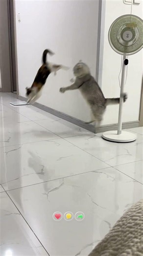 Funny Cat Fight in Slow Motion 😹🐱 #shorts#FunnyCats #CatFight #CuteCats