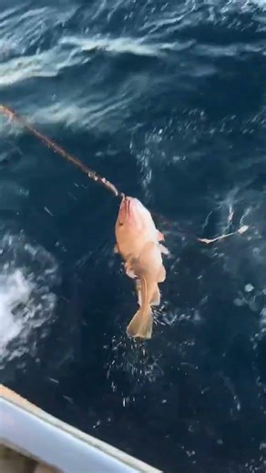 Fishing in Húnaflói Bay Cod vs Haddock Which is Better for Commercial Fishing