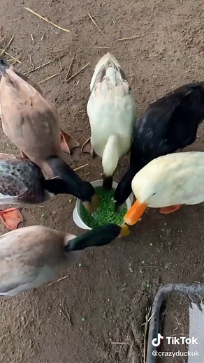 Adorable Indian Runner Ducks Eating Peas with Love | TikTok