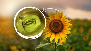 A wonder of nature How plants breathe captured on video!