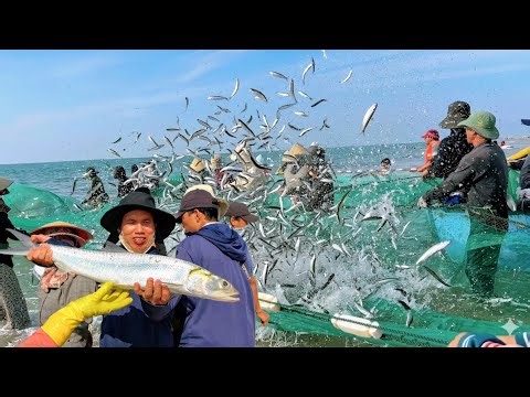 6H Sáng Cá Cơm Áp Bờ Biển Đồi Dương Dày Đặc | Kéo Rùng Truyền Thống Trúng Đậm