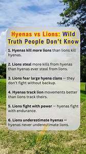 161K views · 419 reactions | ⚔️ Hyenas vs Lions — The Battle No One Explains Right #wildlife #fblifestyle #viralreelsfacebook #HyenasVsLions #WildlifeFacts #AnimalRivalry #NatureIsMetal | Gravetics | Facebook