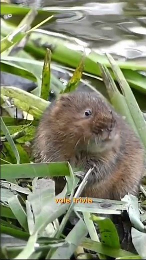 Voles: The Small, Mouse-Like Rodents That Are More Than Meets the Eye