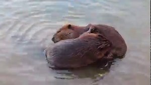 33K views · 5.6K reactions | In today’s beaver video, two beavers...