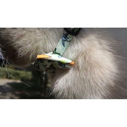 Rainbow Cat Collar with Bell