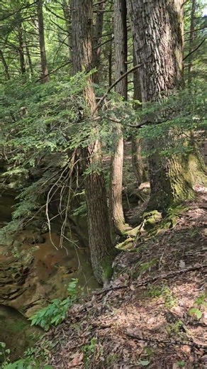 This Creepy Tree Named a 60 Foot Hocking Hills Waterfall — Devils Fork Falls #ohiowaterfalls #ohio