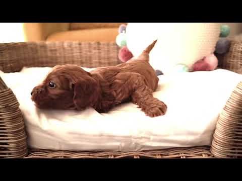 Toy Cavoodle Puppy - Cute and funny
