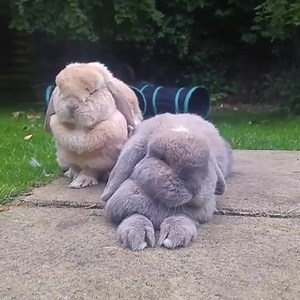 222K views · 17K reactions | Monday buns  _______________________________________  Join the club to receive a monthly box of healthy treats and toys for your bunny or piggy!  IG: Bigbunnycheeks  | Happy Bunny Club | Facebook