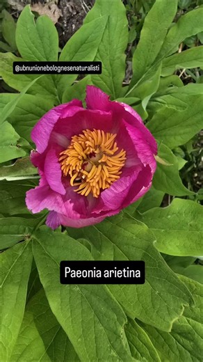 Paeonia officinalis subsp. arietina, nei boschi dell'Emilia Romagna. #peonia #paeonia #paeoniaarietina #paeoniaofficinalis #floraspontanea | Passione in Verde