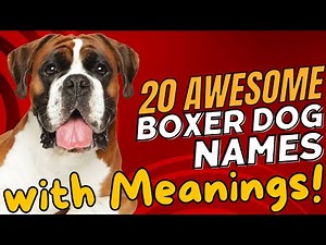 20 Awesome Boxer Dog Names with Meanings 🐾🌟
