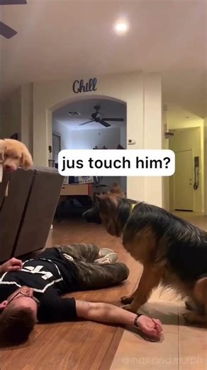 “My Dogs Try to Save Me 😂🐕‍🦺❤️ | German Shepherd & Little Hero in Action!”