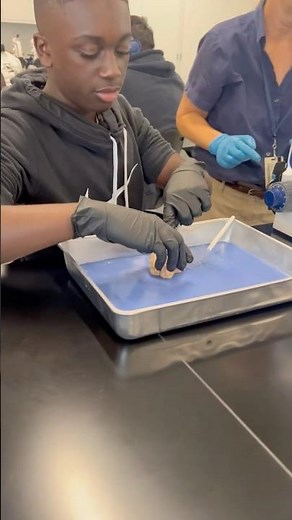 Dissecting Sheep Brains