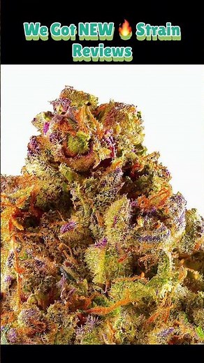 This THCA Flower Looks Too Good to Be Real! 🌿👀 | Honest Review