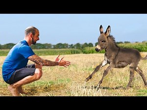 Most Heartwarming Animal Reunions with Owners That Will Melt Your Heart ❤️