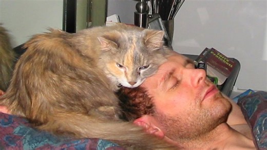 Cats share cozy sleeping spots with their humans nightly