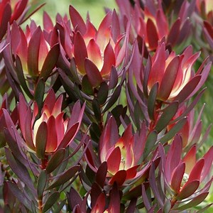 Leucadendron - Alchetron, The Free Social Encyclopedia