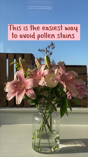 9.5K views · 114 reactions | Love lilies, hate pollen? Here's a top tip for you. When your buds have bloomed, take a lily leaf and use it to gently remove their stamens. Now you'll be able to enjoy your flowers without worrying about pollen stains. What's your top flower hack? | Freddie's Flowers | Facebook